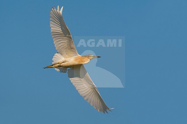 Ralreiger vliegend; Squacco Heron flying stock-image by Agami/Daniele Occhiato,