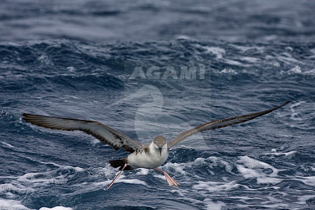 Grote Pijlstormvogel op volle zee; Great Shearwater out at sea stock-image by Agami/Marc Guyt,