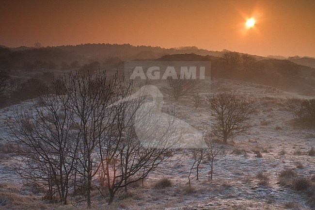 Meijendel bij zonsopgang; Meijendel at sunrise stock-image by Agami/Menno van Duijn,