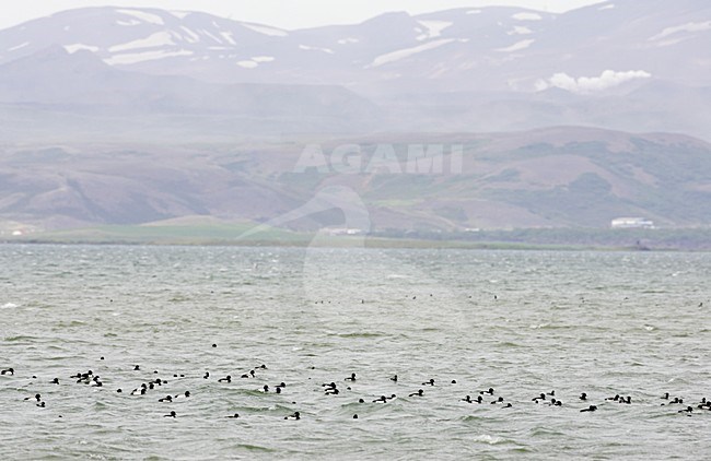 Groep Toppers voor de kust; Group of Greater Scaup offshore stock-image by Agami/Markus Varesvuo,