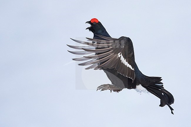 Adult male Black Grouse (Lyrurus tetrix tetrix) at a lek in Germany during early spring with lots of snow. Jumping during courtship. stock-image by Agami/Ralph Martin,