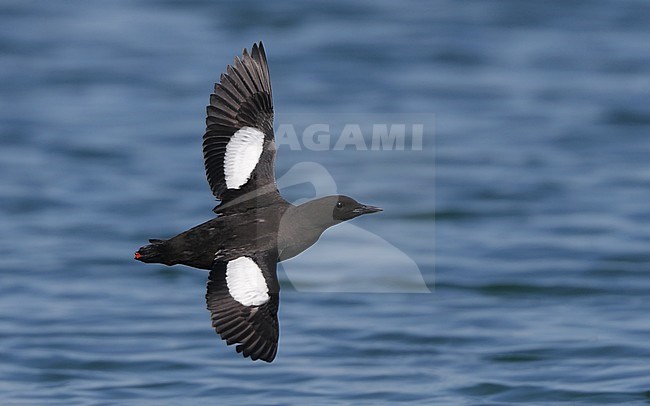 Adult summer plumaged Black Guillemot (Cepphus grylle grylle) at Hirsholmene in Denmark. Bird flying low over the seawater of the Danish North sea. stock-image by Agami/Helge Sorensen,