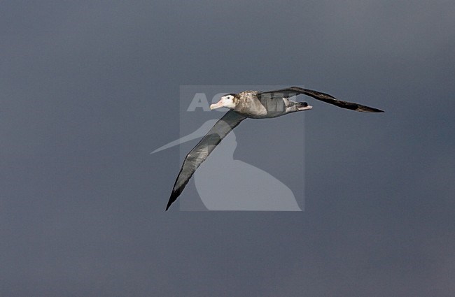 Tristan Albatross immature flying; Tristan Albatros onvolwassen vliegend stock-image by Agami/Marc Guyt,