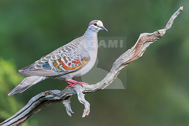 Common Bronzewing (Phaps chalcoptera) perched on a branch in eastern Australia. stock-image by Agami/Glenn Bartley,