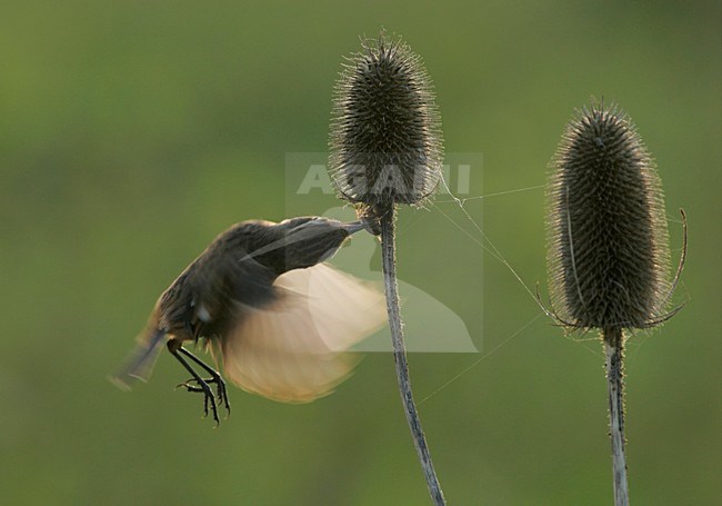 Vrouwtje Roodborsttapuit in de vlucht; Femlae European Stonechat in flight stock-image by Agami/Menno van Duijn,