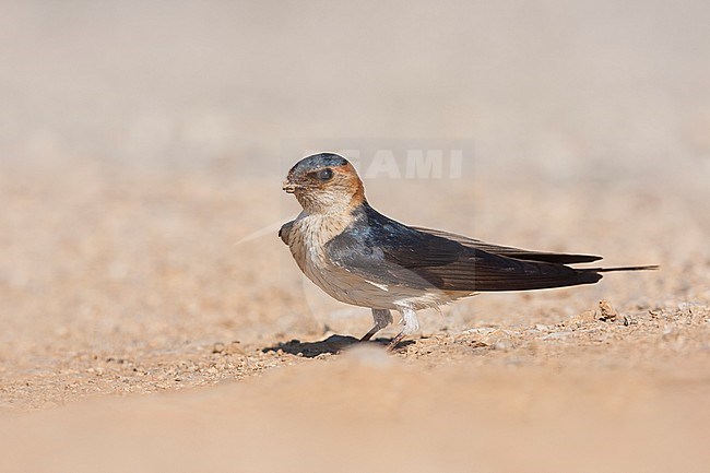 Western Red-rumped Swallow, Roodstuitzwaluw, Cecopris daurica ssp. rufula, Croatia, adult stock-image by Agami/Ralph Martin,