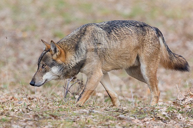 Italian Wolf (Canis lupus italicus), captive animal walking, Civitella Alfedena, Abruzzo, Italy stock-image by Agami/Saverio Gatto,