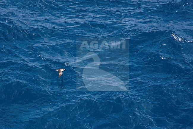 Two Critically Endangered Balearic Shearwaters (Puffinus mauretanicus) flying over the Mediterranean Sea , Spain (Mallorca) stock-image by Agami/Ralph Martin,