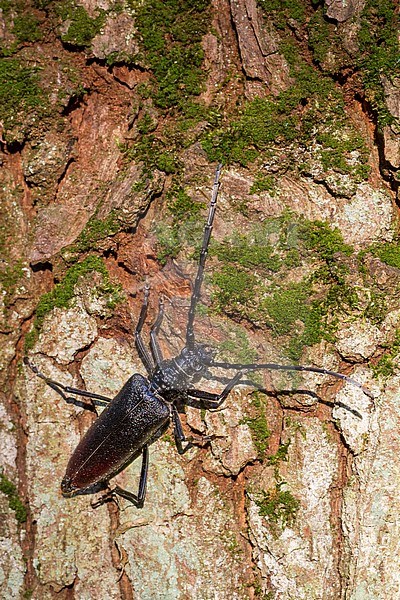 Cerambyx cerdo - Great Capricorn Beetle - Großer Eichenheldbock, Germany, imago, female stock-image by Agami/Ralph Martin,