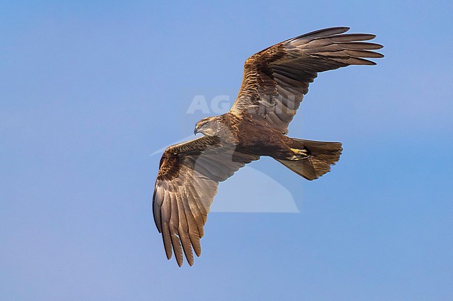 Female Marsh Harrier (Circus aeruginosus) in Italy. stock-image by Agami/Daniele Occhiato,