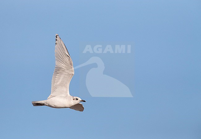 Second-winter Mediterranean Gull (Ichthyaetus melanocephalus) flying past the coast in the Ebro delta in Spain. stock-image by Agami/Marc Guyt,