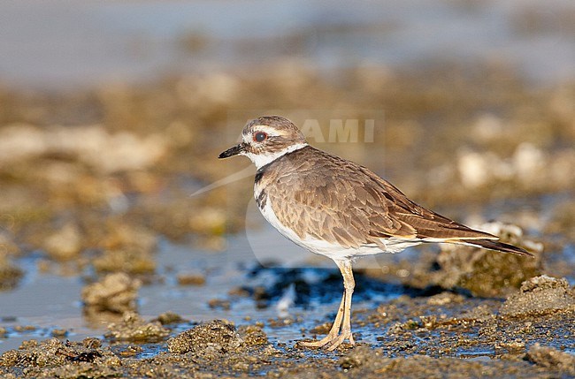 Killdeer (Charadrius vociferus)  foraging on the shore of Mono Lake, United States. Worn autumn adult. stock-image by Agami/Marc Guyt,