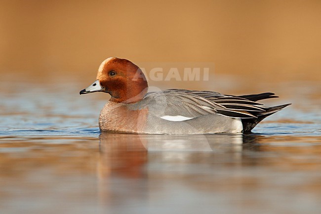 Smient man in ochtend licht; Eurasian Wigeon in early morning light; Pfeifente; Anas penelope stock-image by Agami/Walter Soestbergen,