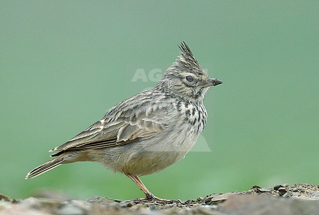 Thekla Lark (Galerida theklae) stock-image by Agami/Dick Forsman,