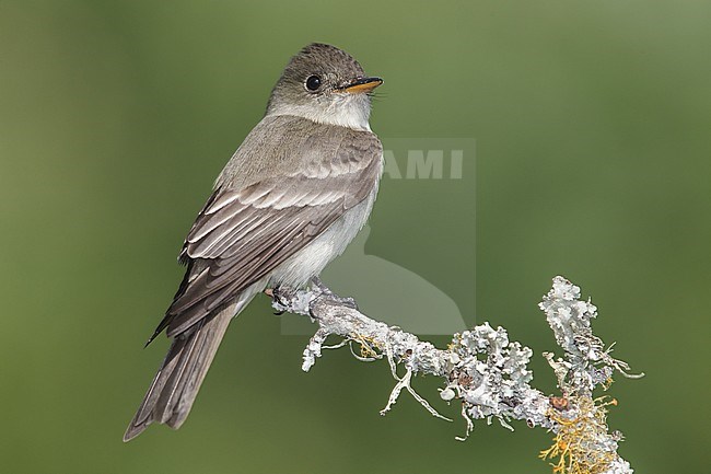 Oostelijk Bospiewie op uitkijk, Eastern Wood-Pewee on perch stock-image by Agami/Brian E Small,