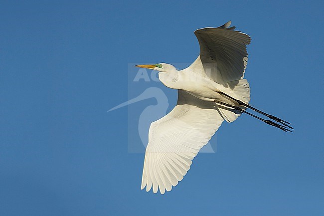 Adult American Great Egret (Ardea alba egretta) in flight over Galveston County, Texas, USA. stock-image by Agami/Brian E Small,