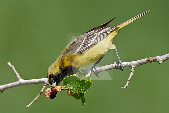 1st spring male
Galveston Co., TX
April 2005 stock-image by Agami/Brian E Small,