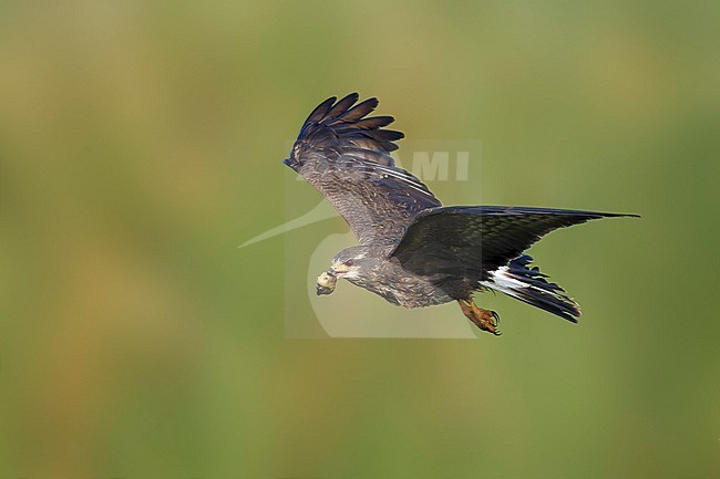 Adult female Everglade Snail Kite (Rostrhamus sociabilis plumbeus) Osceola County, Florida, United States. Carrying a snail in her beak. stock-image by Agami/Brian E Small,