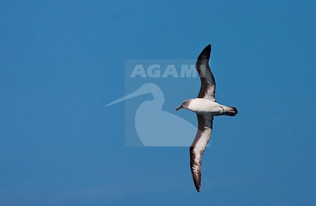 Grijskopalbatros volwassen vliegend; Grey-headed Albatross adult flying stock-image by Agami/Marc Guyt,