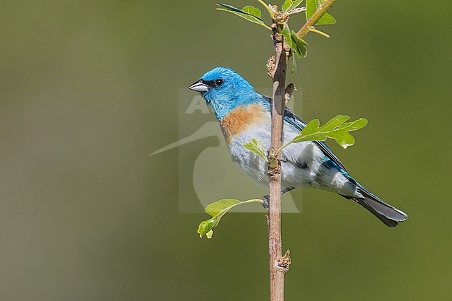 Adult male
Weber Co., UT
June 2013 stock-image by Agami/Brian E Small,