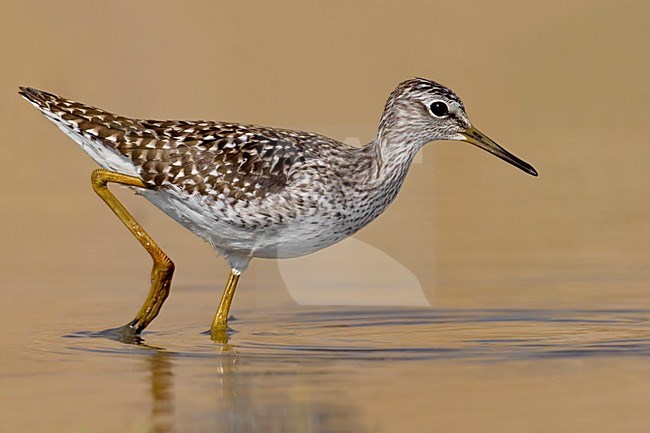 Volwassen Bosruiter; Adult Wood Sandpiper stock-image by Agami/Daniele Occhiato,