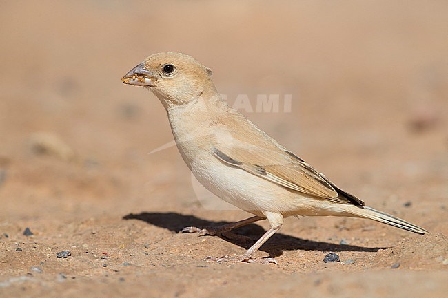 Desert Sparrow (Passer simplex saharae), adult female collecting food from the ground stock-image by Agami/Saverio Gatto,
