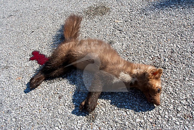 Boommarter als verkeersslachtoffer; Pine Marten as a roadkill stock-image by Agami/Marc Guyt,