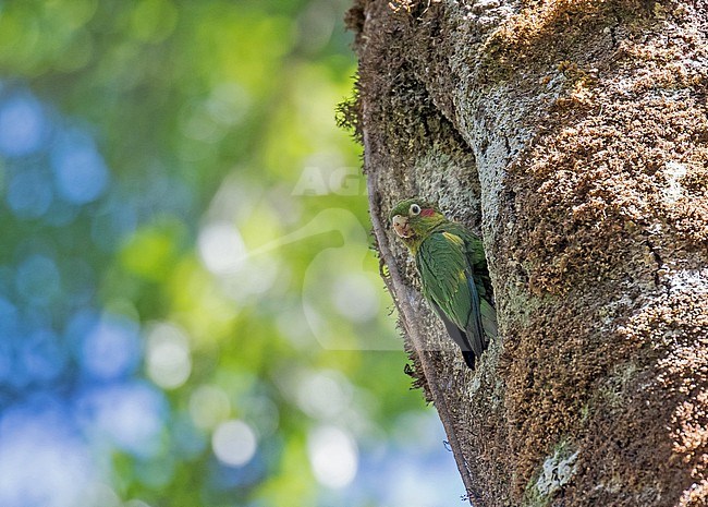 Sulphur-winged Parakeet (Pyrrhura hoffmanni) in Costa Rica. At nest hole. stock-image by Agami/Pete Morris,