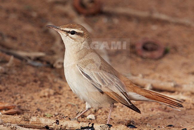 Oostelijke Rosse Waaierstaart staand op grond; Eastern Rufous-tailed Scrub-robin perched on ground stock-image by Agami/Markus Varesvuo,