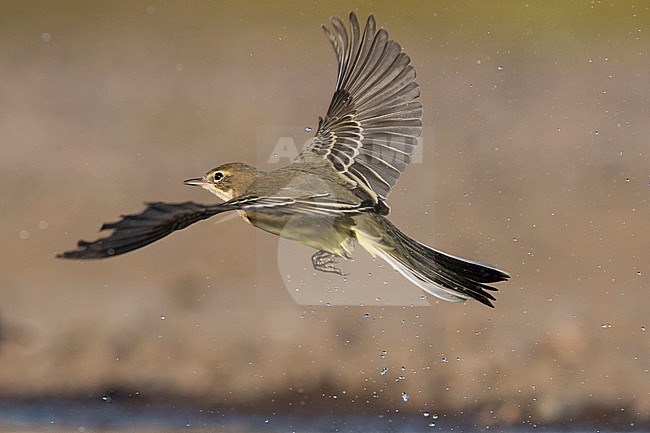 First-winter Grey-headed Wagtail (Motacilla thunbergi) - or possibly a intergrade flava x thunbergi - taking off from a rainwater pool. stock-image by Agami/Arto Juvonen,