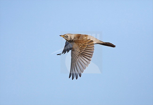 Kramsvogel in de vlucht; Fieldfare in flight stock-image by Agami/Marc Guyt,