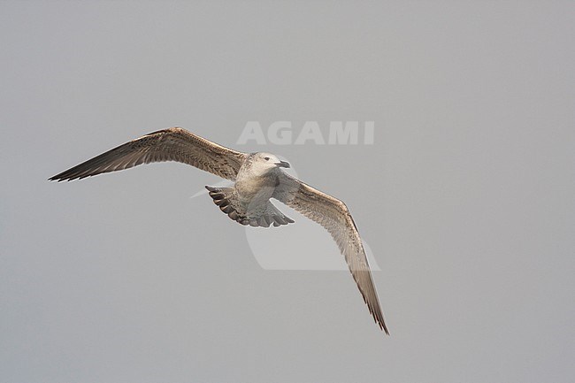 Pontische Meeuw, Caspian Gull, Larus cachinnans, Germany, 1st W stock-image by Agami/Ralph Martin,