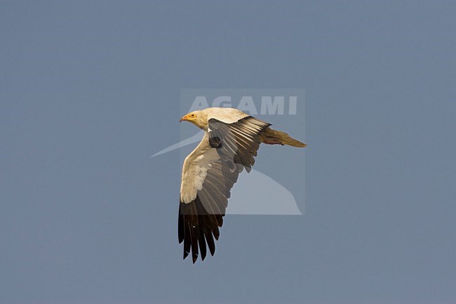 Vliegende volwassen Aasgier; Flying adult Egyptian Vulture stock-image by Agami/Arie Ouwerkerk,