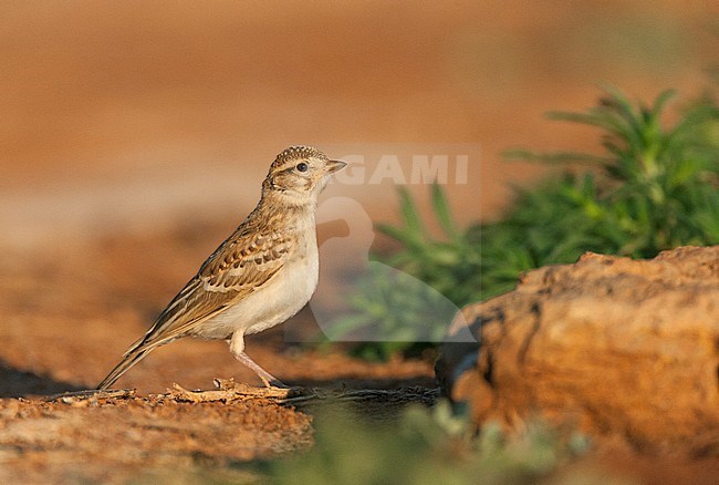 Imature Short-toed Lark (Calandrella brachydactyla brachydactyla) standing in the Spanish steppes. stock-image by Agami/Marc Guyt,