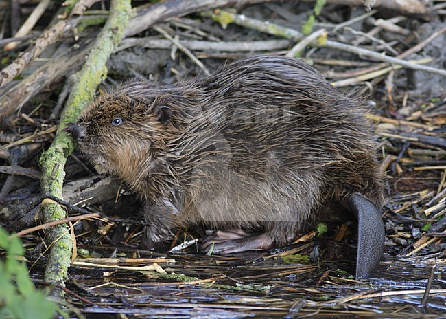 European Beaver at river bank Biesbosch NP Netherlands, Europese bever op rivier oever Biesbosch NP Nederland stock-image by Agami/Jacques van der Neut,