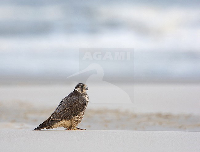 Slechtvalk; Peregrine Falcon (Falco peregrinus) stock-image by Agami/Arie Ouwerkerk,