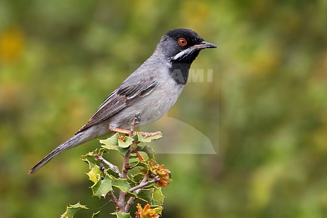 RÃ¼ppells Grasmus man zittend op tak; RÃ¼ppells Warbler male perched on branch stock-image by Agami/Daniele Occhiato,