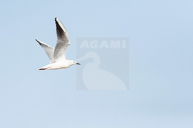 Slender-billed Gull (Chroicocephalus genei) near Eilat, Israel. stock-image by Agami/Marc Guyt,