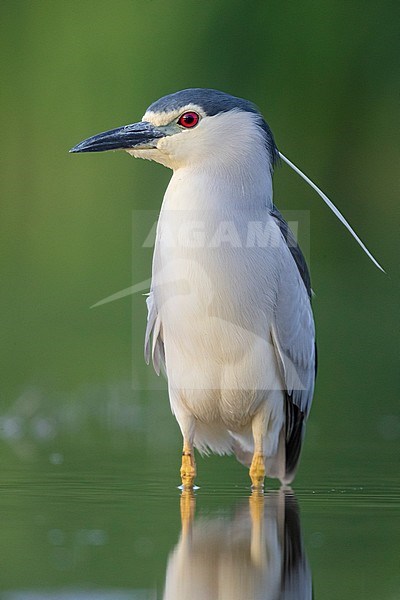 Black-crowned Night Heron (Nycticorax nycticorax), front view of an adult standing in the water, Campania, Italy stock-image by Agami/Saverio Gatto,