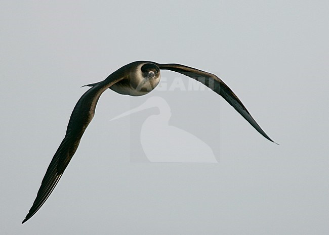 Lichte fase Kleine Jager in vlucht; Light morph Parasitic Jaeger in flight stock-image by Agami/Menno van Duijn,