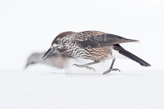 Spotted Nutcracker (Nucifraga caryocatactes) sitting in the snwo in  alpin forest of Switzerland. stock-image by Agami/Marcel Burkhardt,