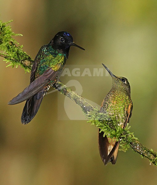 Witstaarthoornkolibrie en Bruinborstbriljantkilibrie zittend op tak;Velvet-purple Coronet and Fawn-breasted Brilliant perched on a branch stock-image by Agami/David Hemmings,