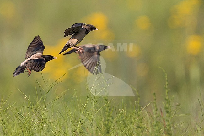 Rose-coloured Starling - Rostenstar - Pastor roseus, Kyrgyzstan stock-image by Agami/Ralph Martin,