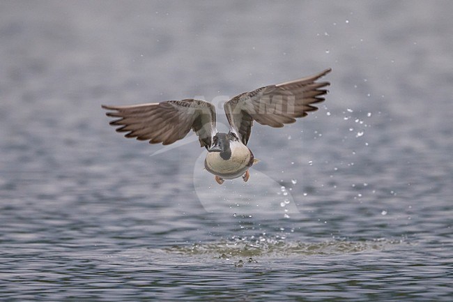 Mannetje Slobeend in vlucht; Northern Shoveler male in flight stock-image by Agami/Daniele Occhiato,