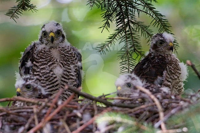 Jonge Sperwers op het nest; Young Eurasian Sparrowhawks on the nest stock-image by Agami/Han Bouwmeester,