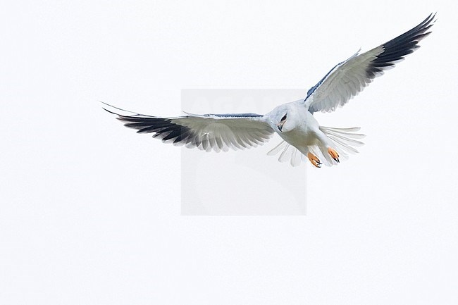 Adult Black-winged Kite (Elanus caeruleus caeruleus) in Spain. Hovering in the air, looking for a prey to catch. stock-image by Agami/Ralph Martin,