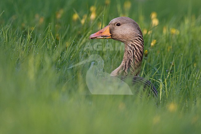 Grauwe Gans in hoog gras Nederland, Greylag Goose in tall grass Netherlands stock-image by Agami/Wil Leurs,