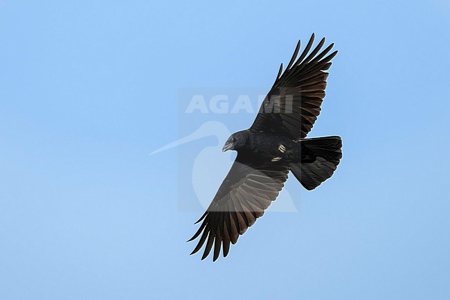 Adult American Crow, Corvus brachyrhynchos
Santa Barbara Co., CA stock-image by Agami/Brian E Small,