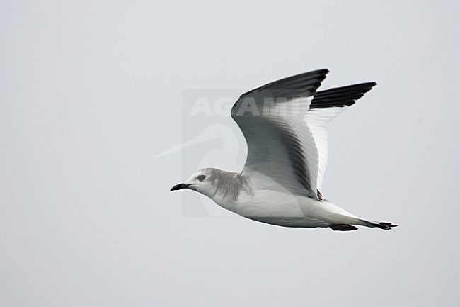 Juveniele Vorkstaartmeeuw in de vlucht; Juvenile Sabine\'s Gull in flight stock-image by Agami/Martijn Verdoes,