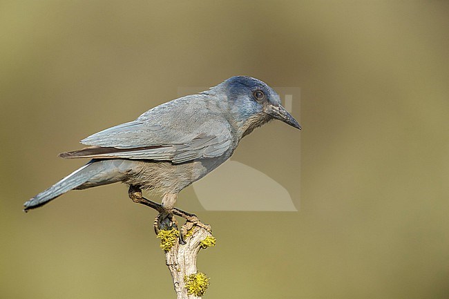 Adult Pinyon Jay (Gymnorhinus cyanocephalus) perched in a tree in Lake County, Oregon, USA. stock-image by Agami/Brian E Small,